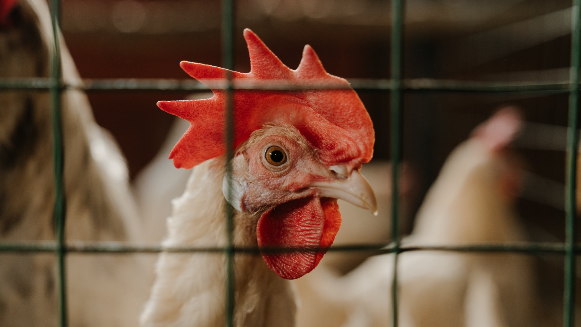 Vogelgriep In Renswoude: Kippen Geruimd En Opnieuw Ophokplicht In ...