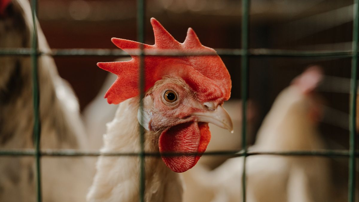 Opnieuw vogelgriep in de regio, extra maatregelen in Leusden