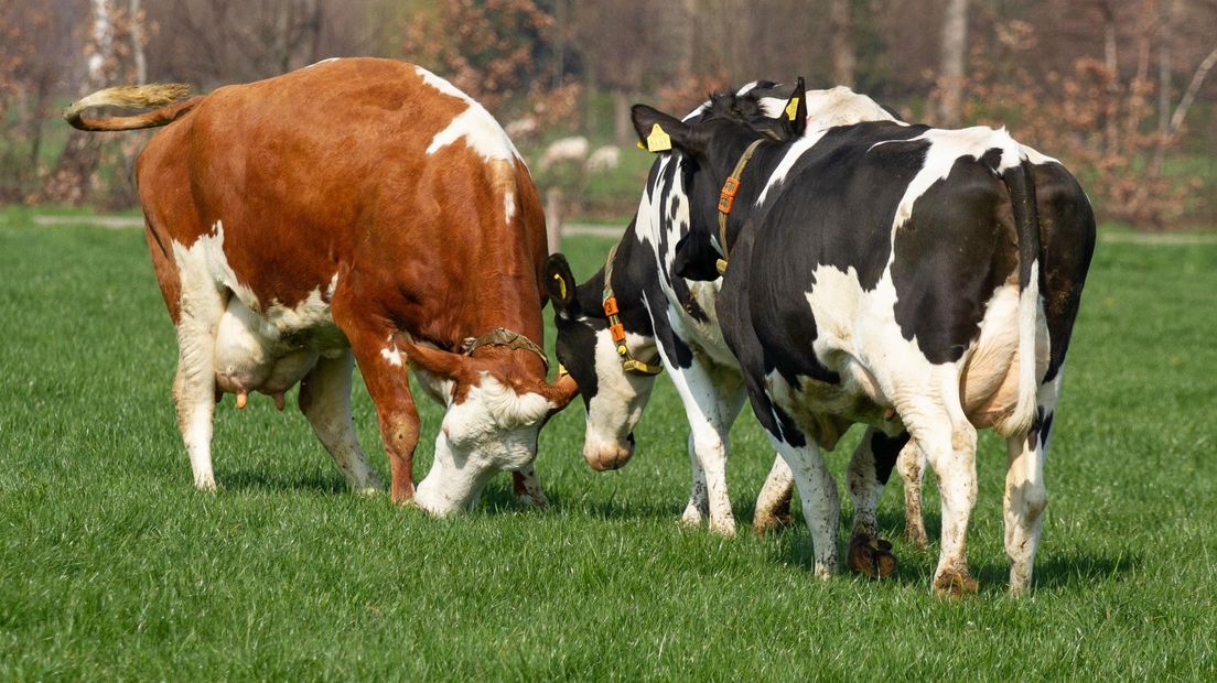 Onrust bij veehouders over mogelijk kwijtraken van vergunning