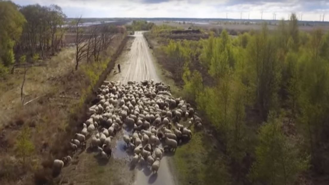 Schaapskudde bij Weiteveen (Rechten: RTV Drenthe)