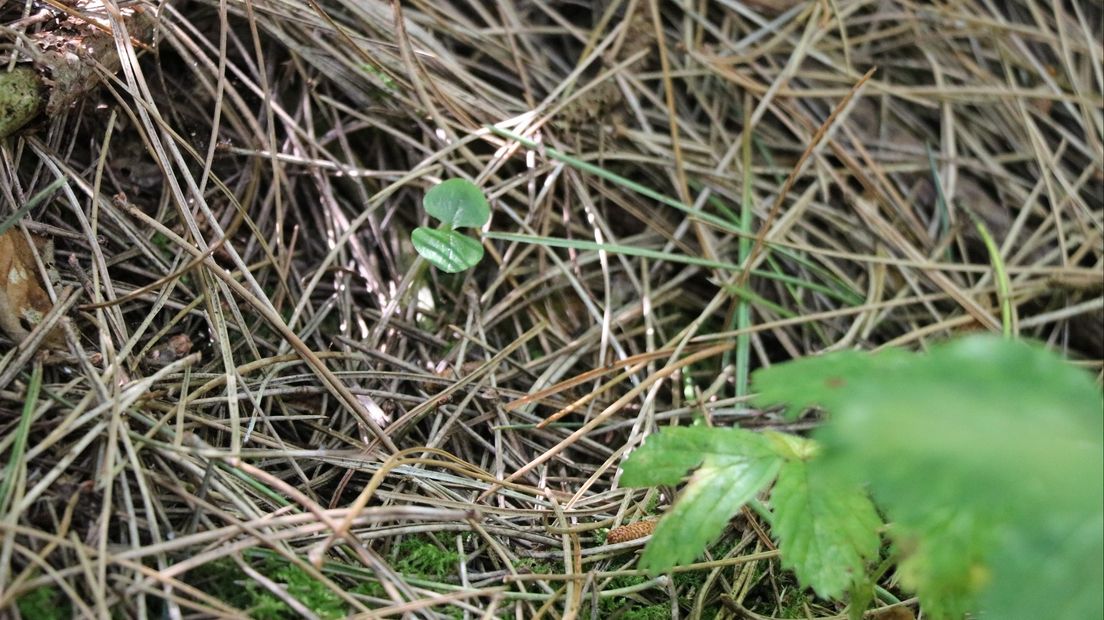 De blaadjes van de Kleine Keverorchis.