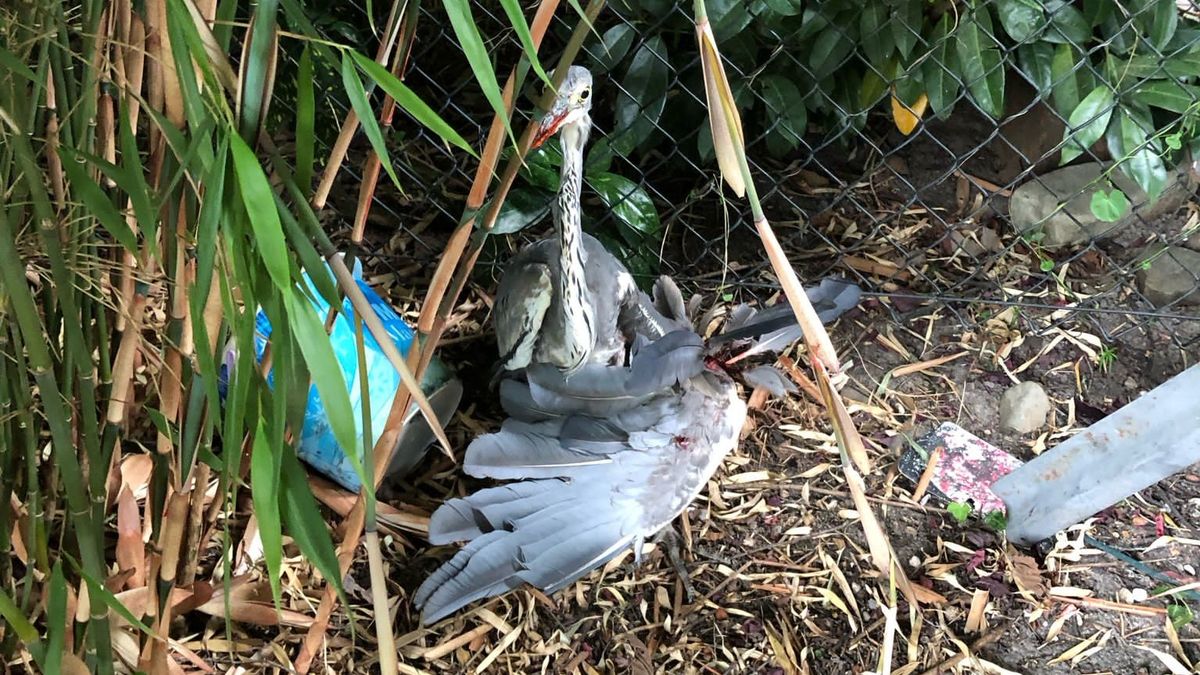 Reiger beschoten vanuit woonwijk Grubbenvorst