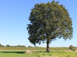Drenthe viert mee met 125 jaar Staatsbosbeheer