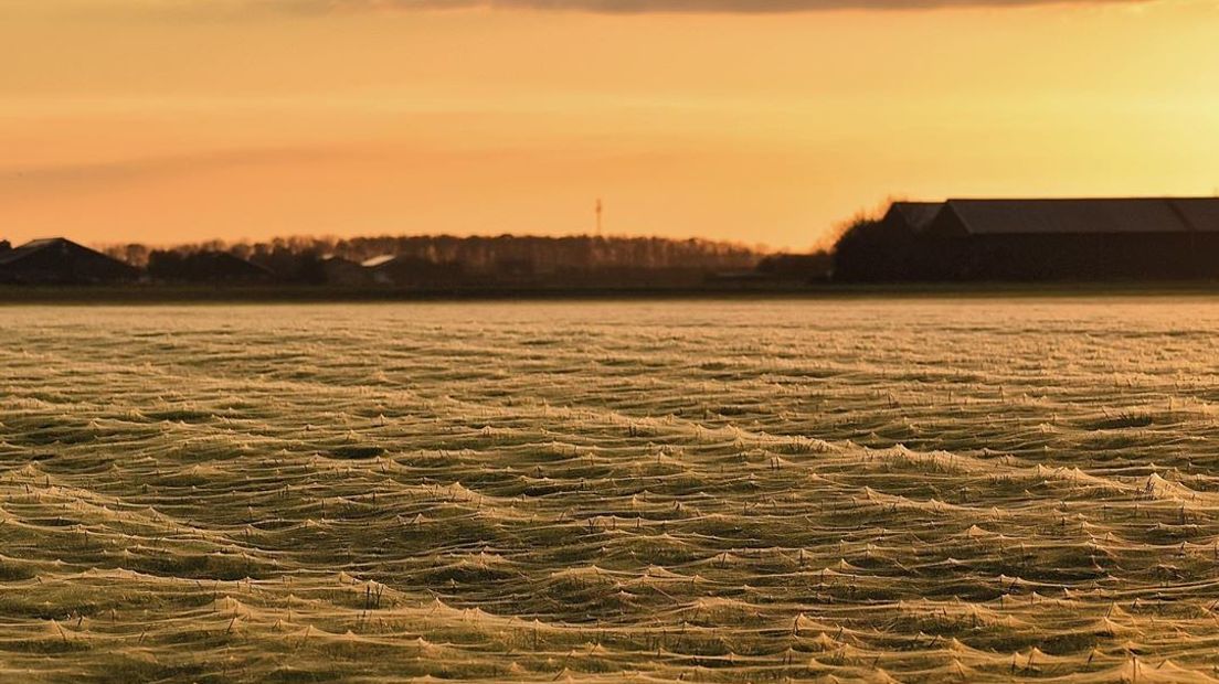 Spinnenwebben op Noord-Beveland