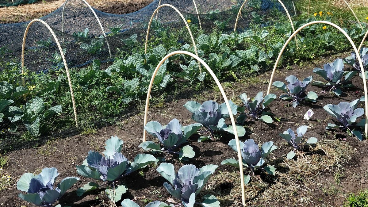 Provincie steekt tonnen in aanleg sociale voedseltuinen