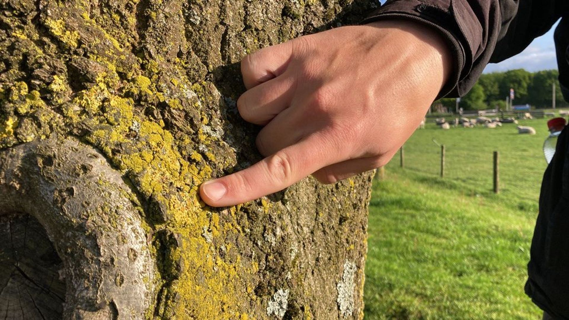 Geel korstmos op de bomen? Dat zegt meer dan je denkt Omroep Gelderland