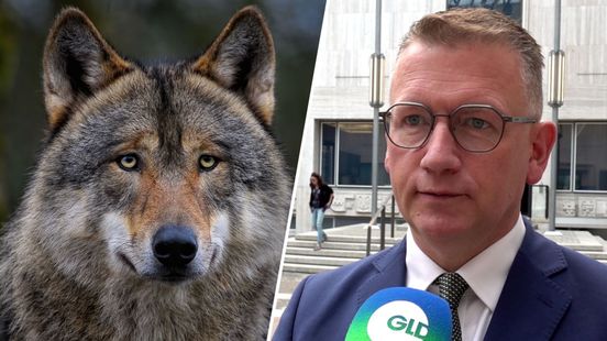 Provincie blij met strengere wolvenregels: ‘Het werd tijd’