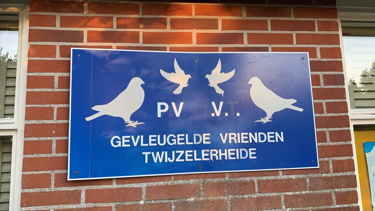 Duivenclub Twijzelerheide schrapt wedstrijden vanwege corona: 