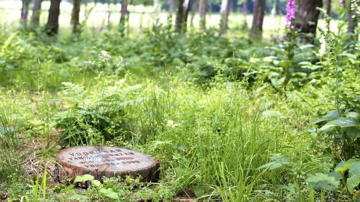 Petitie gestart voor natuurbegraafplaatsen in Zeeland: 'In ideale situatie heeft elk eiland er één'