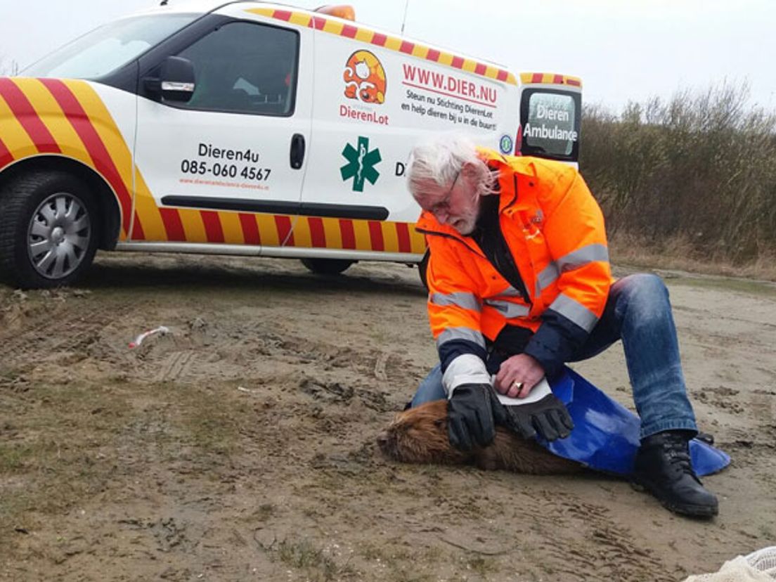 De bever wordt behandeld door een medewerker van Dieren4U.