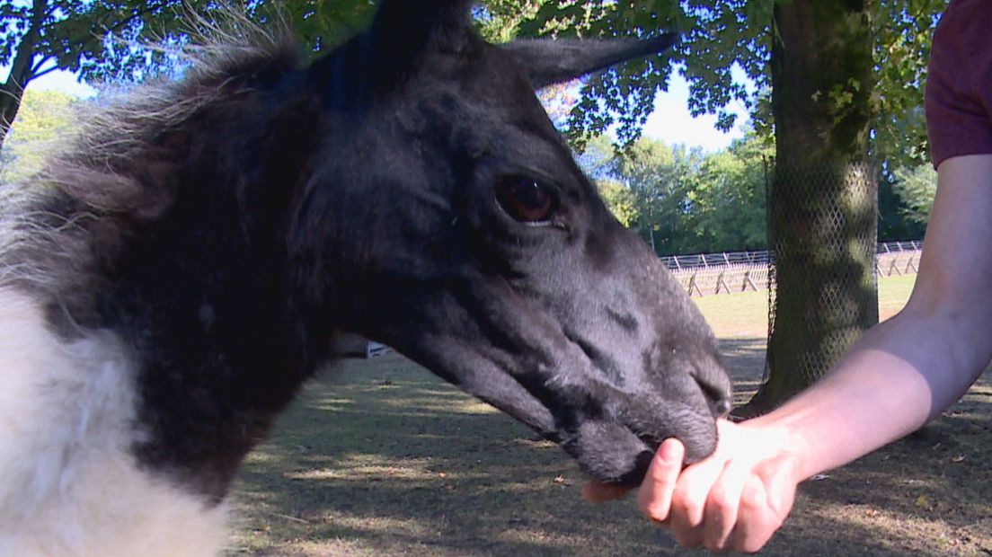 De kinderboerderij heeft liever niet meer dat bezoekers de dieren voeren