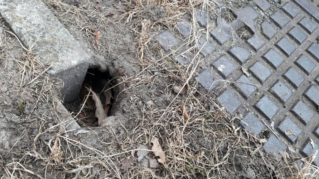 Ratten gang onder de straat in Angelslo.