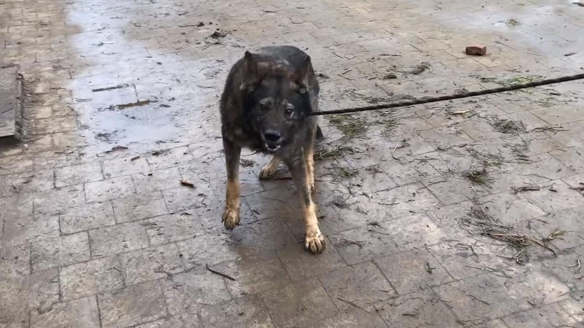 OM vervolgt hondenfokker uit Lettele bij wie honderd honden zijn weggehaald