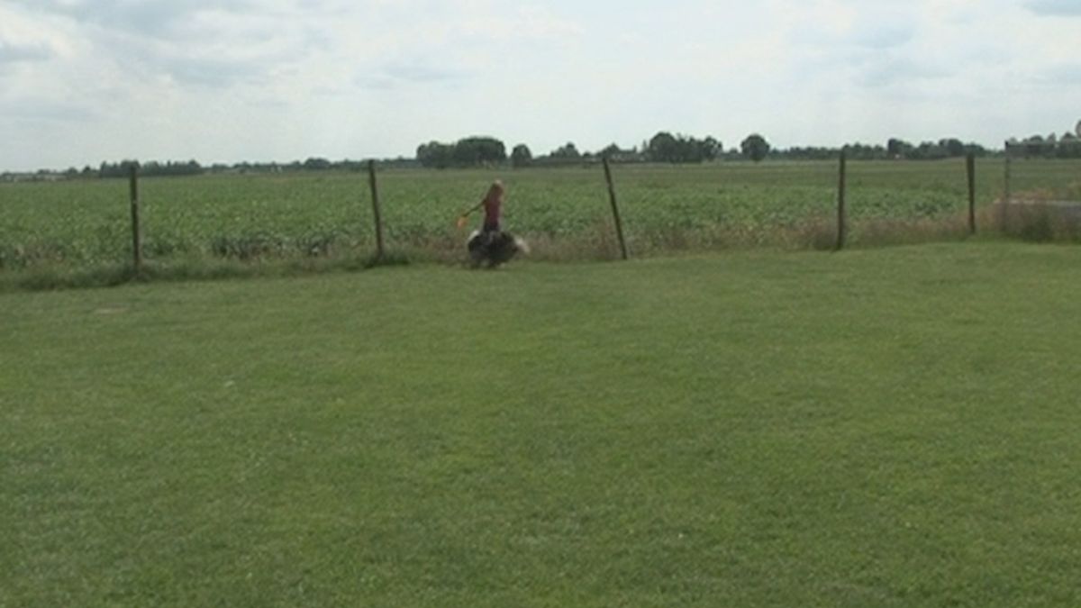 Meisje uit Beerzerveld tweede op WK dog-frisbee