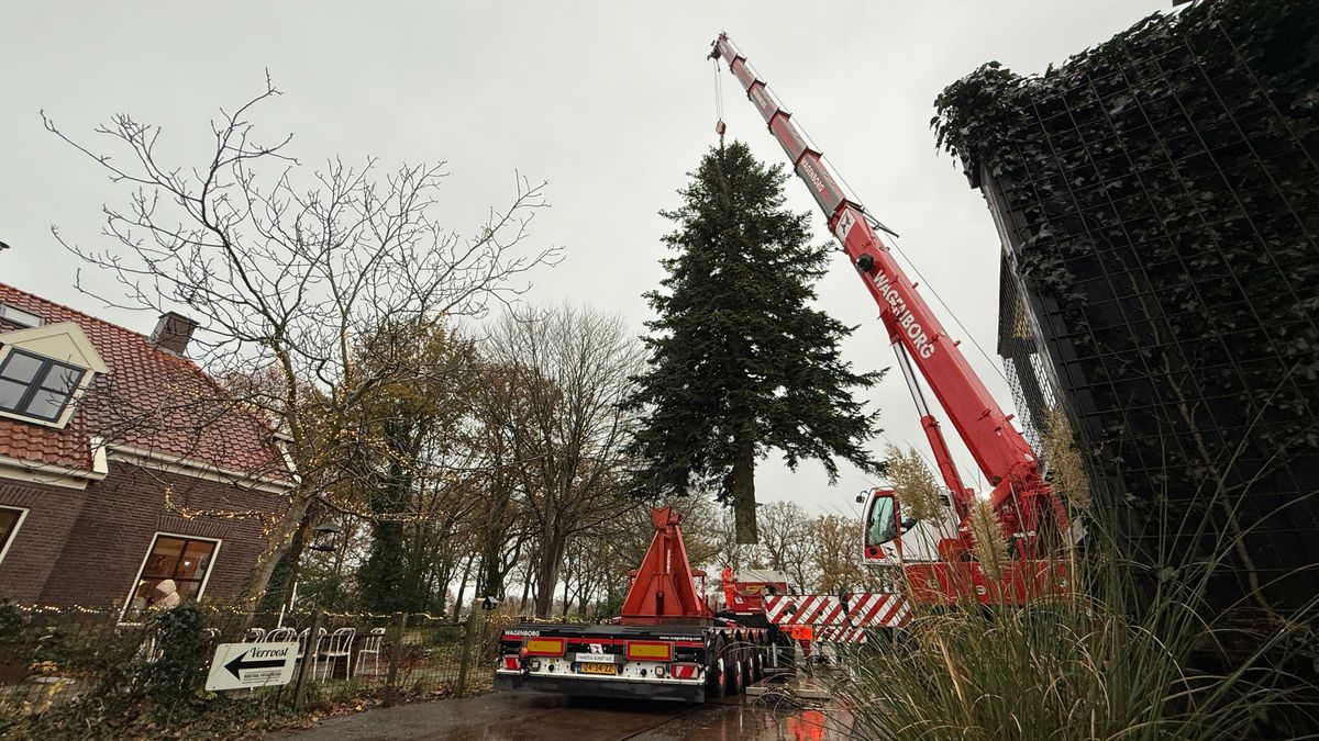 Kerstboom uit Eelde schittert dit jaar op kerstmarkt Groningen