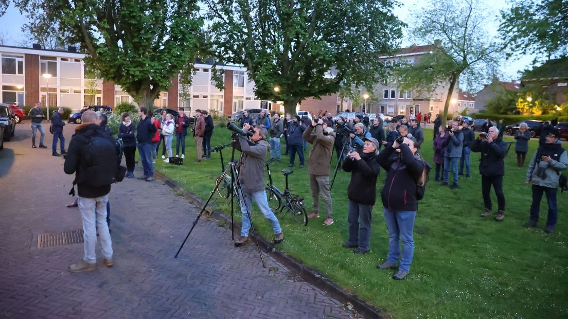 Vogelspotters kijken naar een dwergooruil in Delft