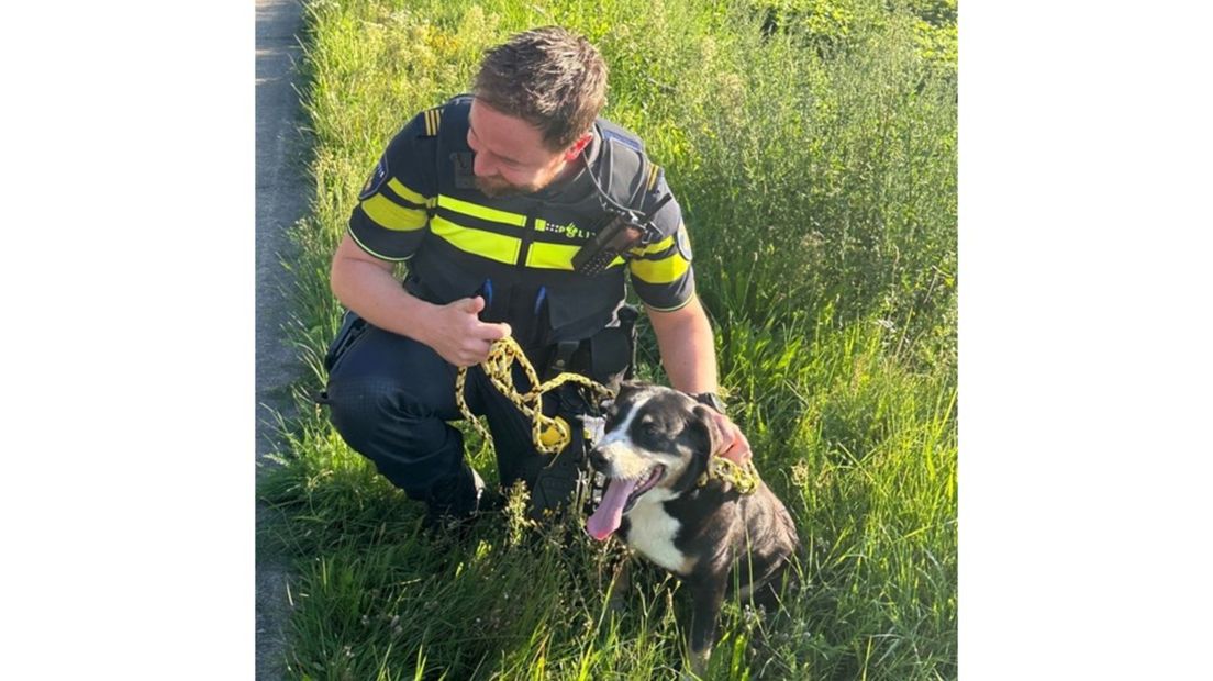 Hond verstopt zich onder truck en laat verkeer vastlopen 1Limburg Hond verstopt zich onder truck en laat verkeer vastlopen 1Limburg