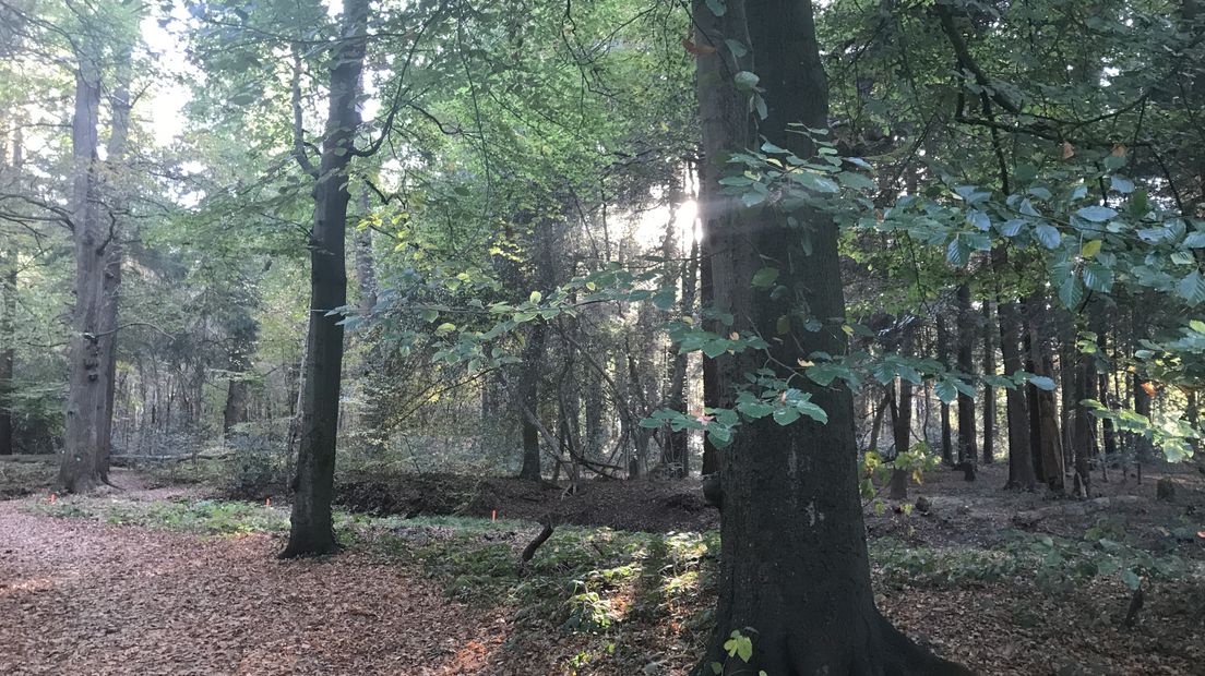 Het Drentse Landschap gaat ondermeer het Asserbos beheren (Rechten: Margriet Benak/RTV Drenthe)