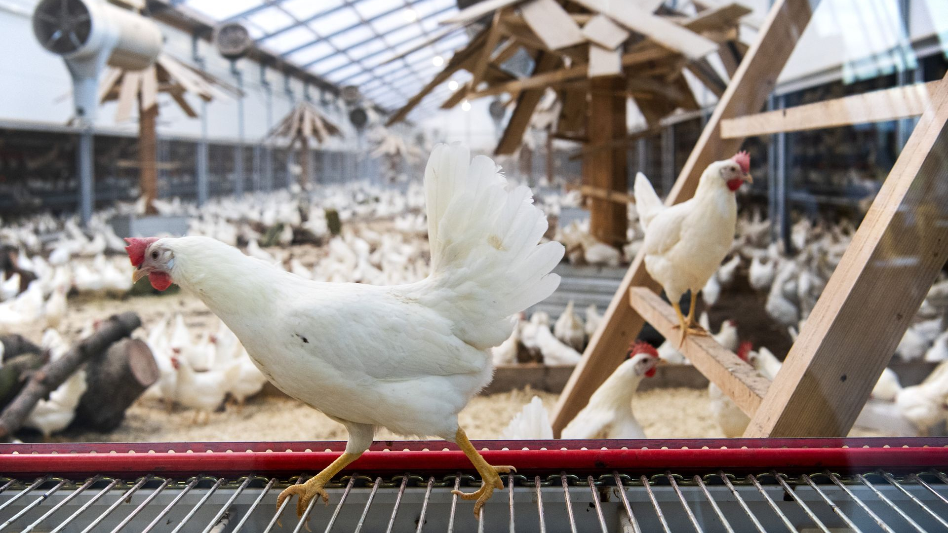 Vogelgriep aangetroffen, vakbond wil vervroegde ophokplicht