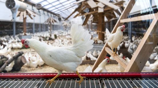 Vogelgriep aangetroffen, vakbond wil vervroegde ophokplicht