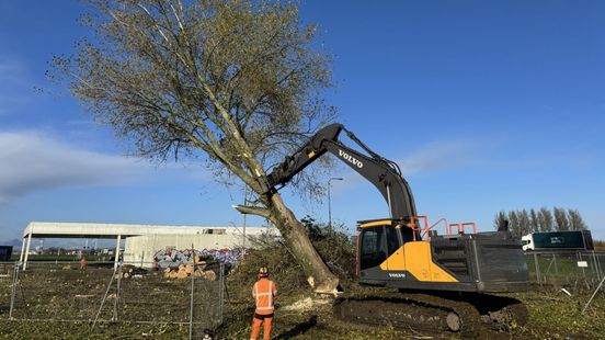 Gekapte bomen langs A12 worden meubels en paaltjes