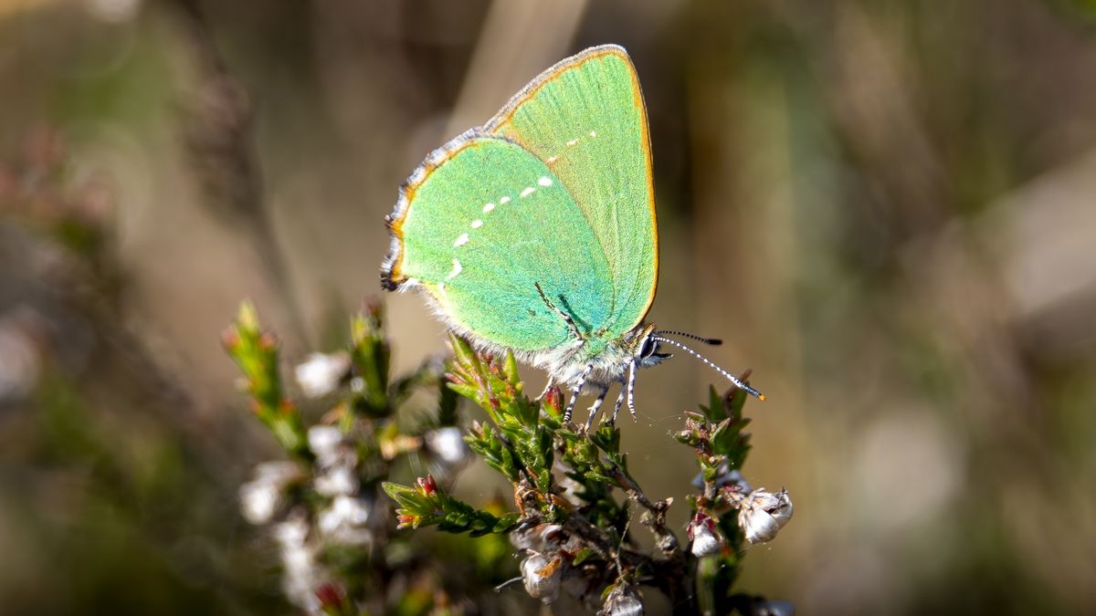 Marks Minuutje: bijzonder onopvallende dieren van het Dwingelderveld