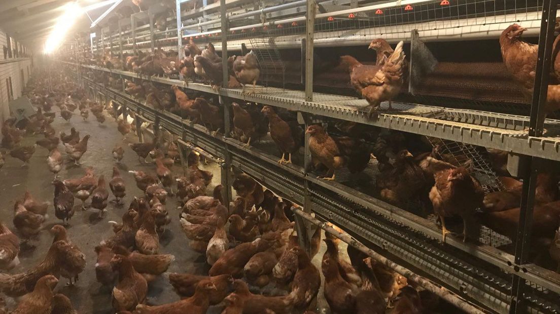 Kippenboeren moeten uitkijken voor vogelgriep (Rechten: RTV Drenthe/Ineke Kemper)