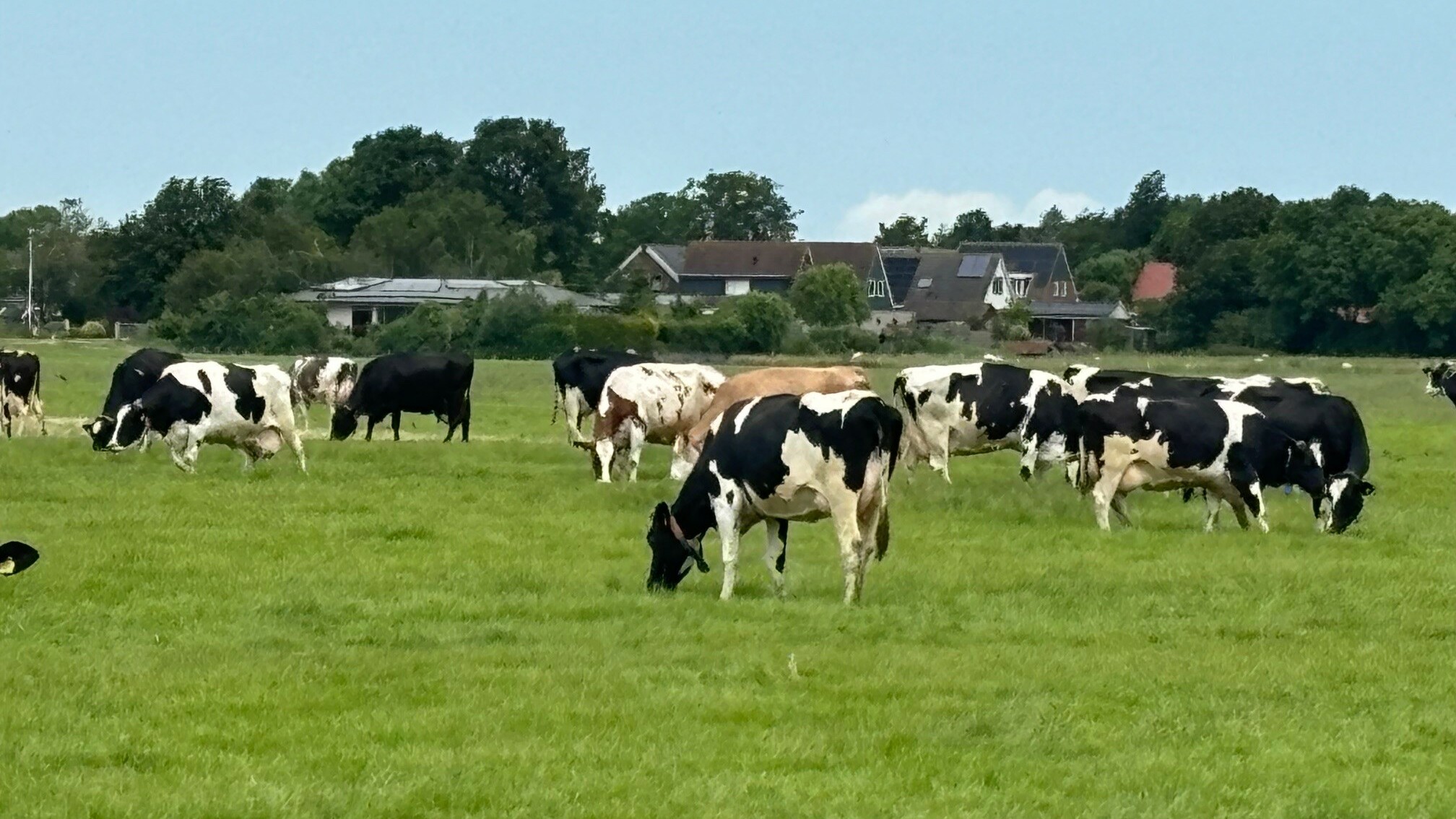 Koeien Leveren Gezondere Melk Met Kruidenrijk Gras En Stoten Minder ...