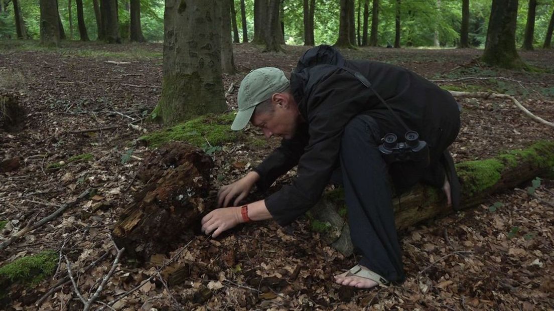 Sander Turnhout ontdekt de natuur in zijn eigen buurtpark