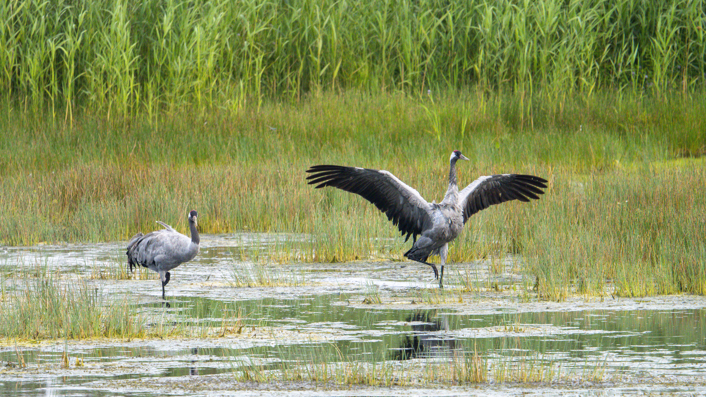 Hoe groot is het vogelgrieprisico voor onze Drentse kraanvogeltrots?