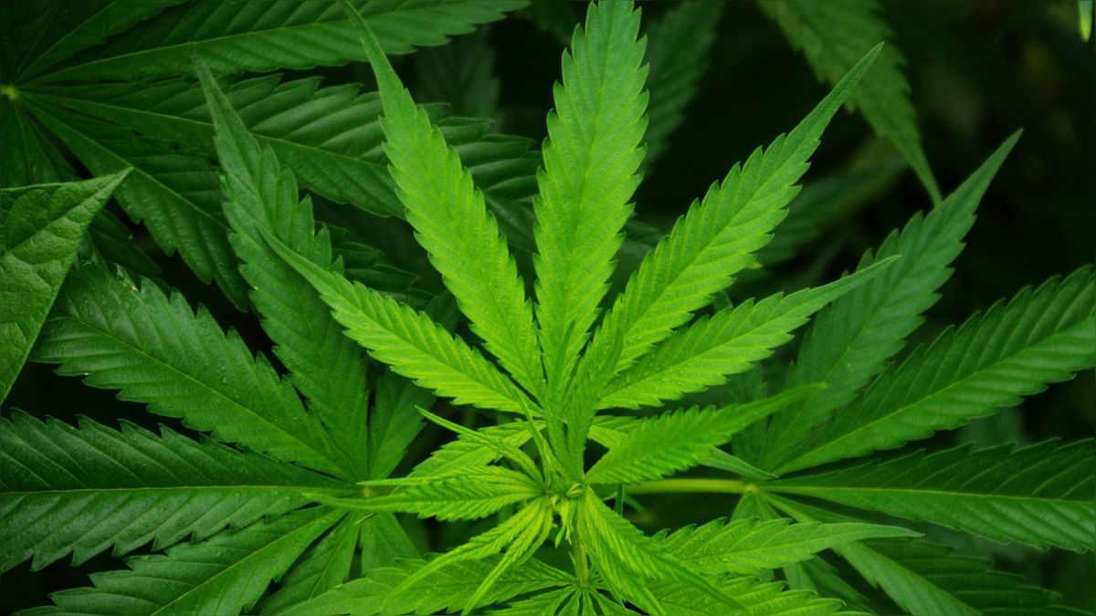 Buma sluit drugspand dat hennep kreeg geleverd door hennepteler Terherne