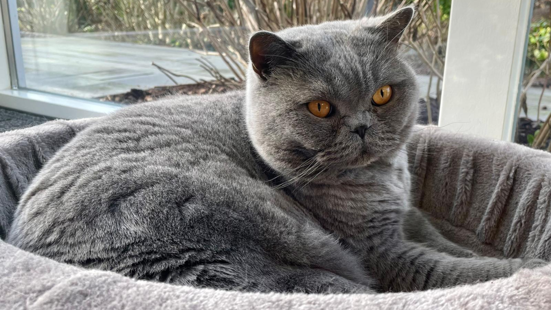 Let goed op je huisdieren tijdens de jaarwisseling