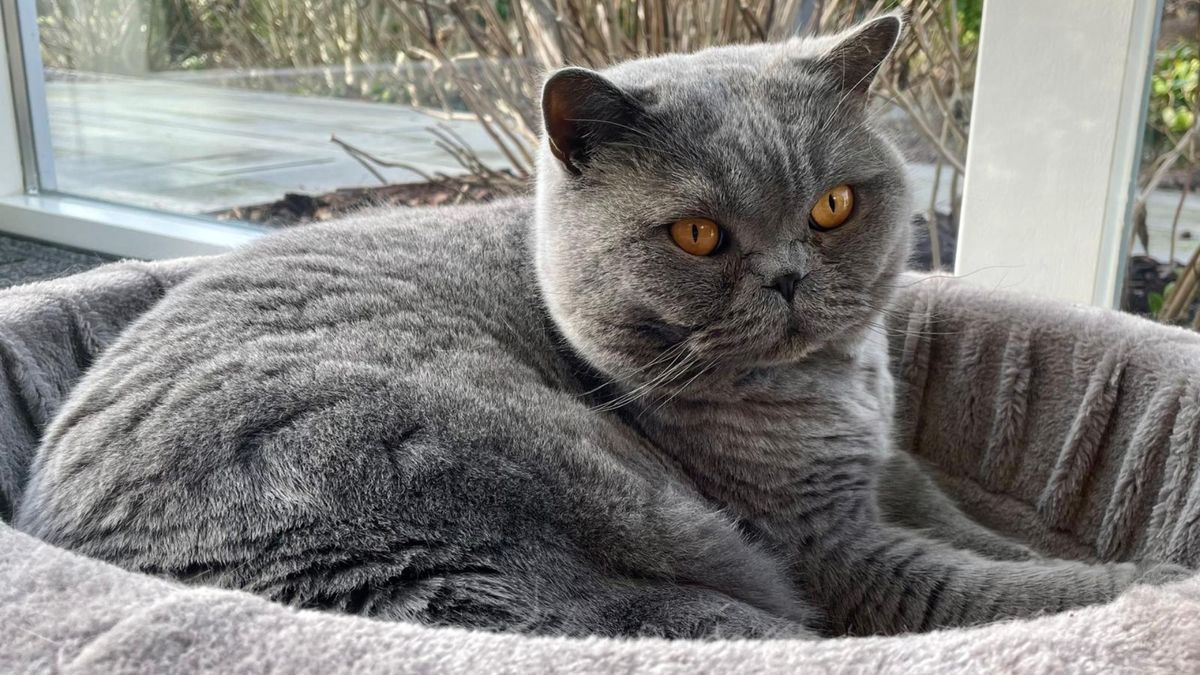 Dierenbescherming vreest 'heftigste' jaarwisseling ooit