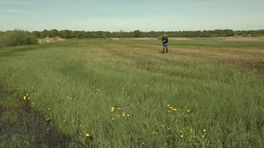 Dotterbloemen in de Mandelanden