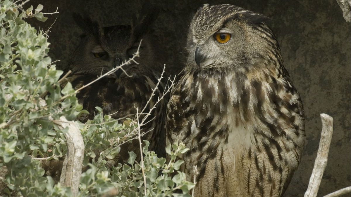 Deze reusachtige uil zit nu in Drenthe - RTV Drenthe