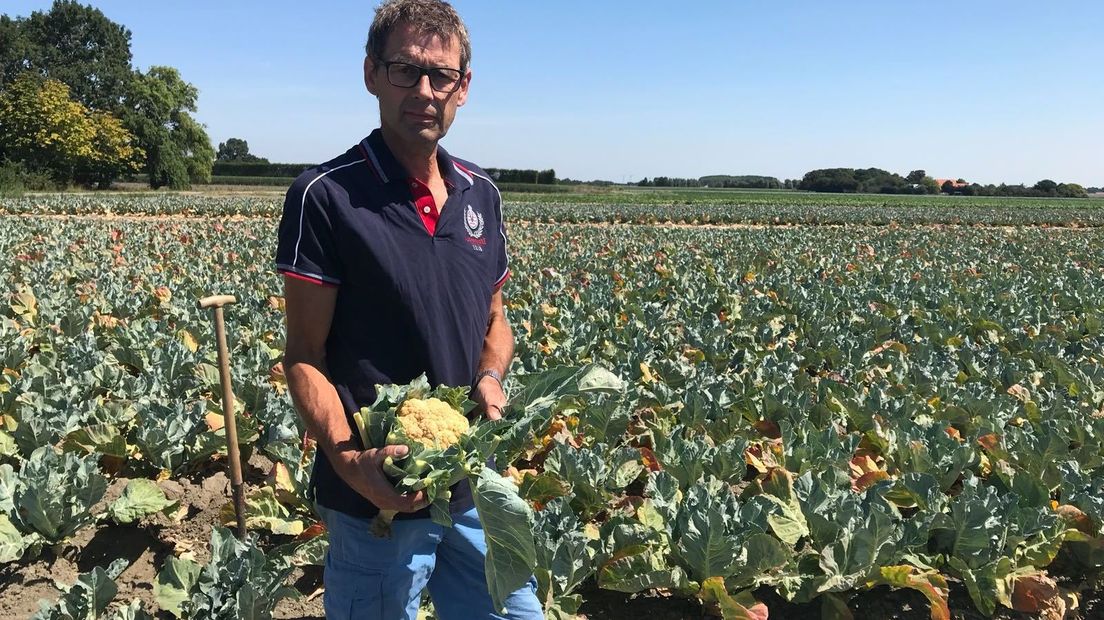 Teler André Slootmaker moet al zijn bloemkolen weggooien
