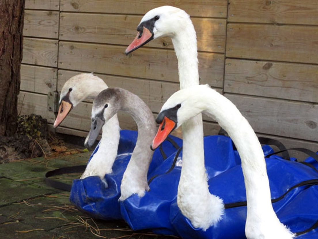 De komende tijd worden de andere zwanen in groepjes vrijgelaten