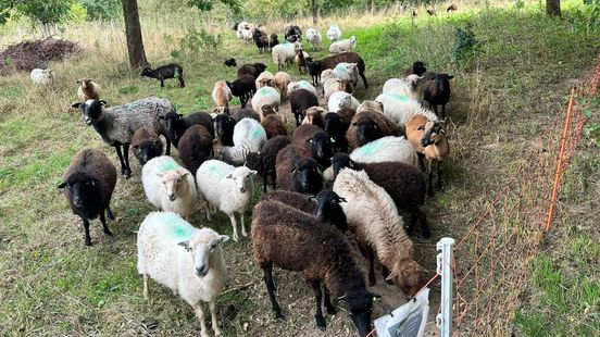 Schaapskudde belaagd en getreiterd in Landgraaf: 'Eén dier is al ingeslapen' Nieuws