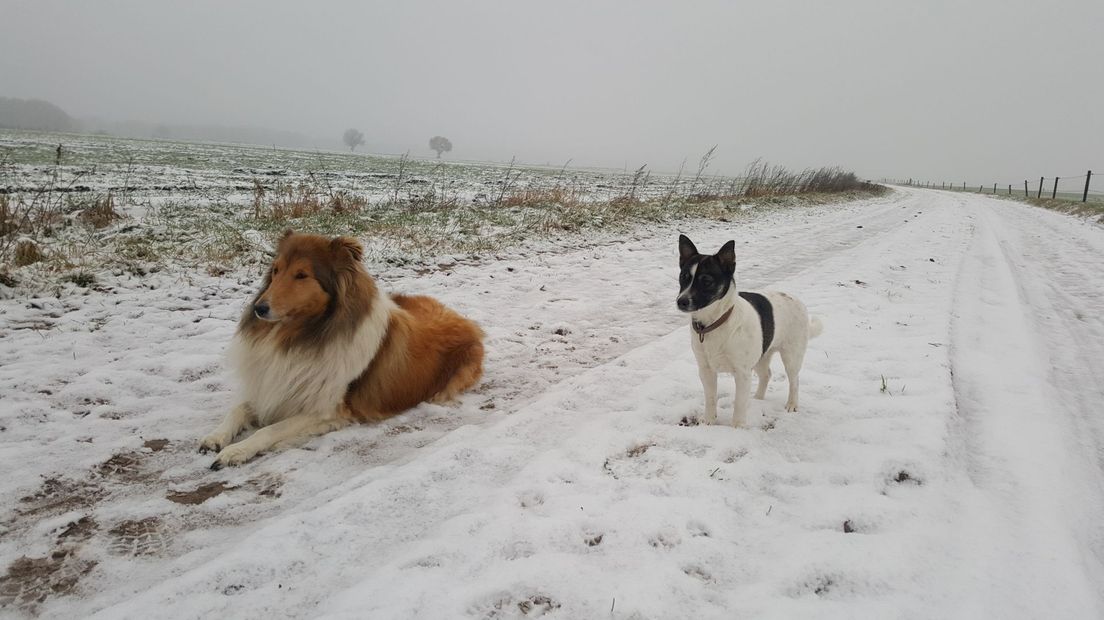 Met de honden de sneeuw in bij Uffelte