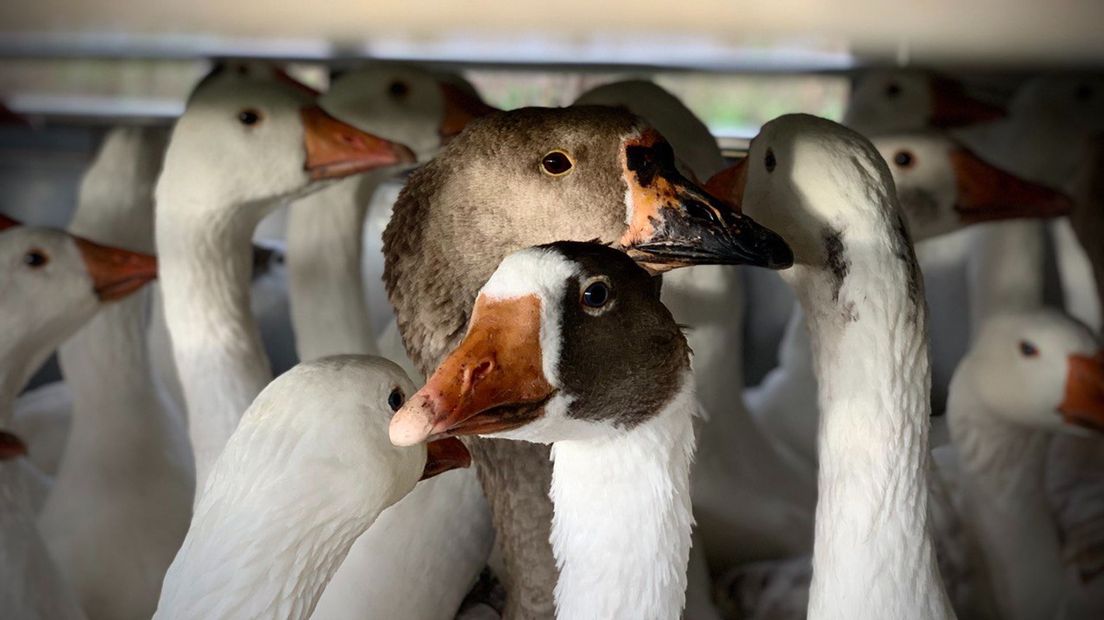 Tamme witte ganzen die vorig jaar langs de IJssel zijn gevangen