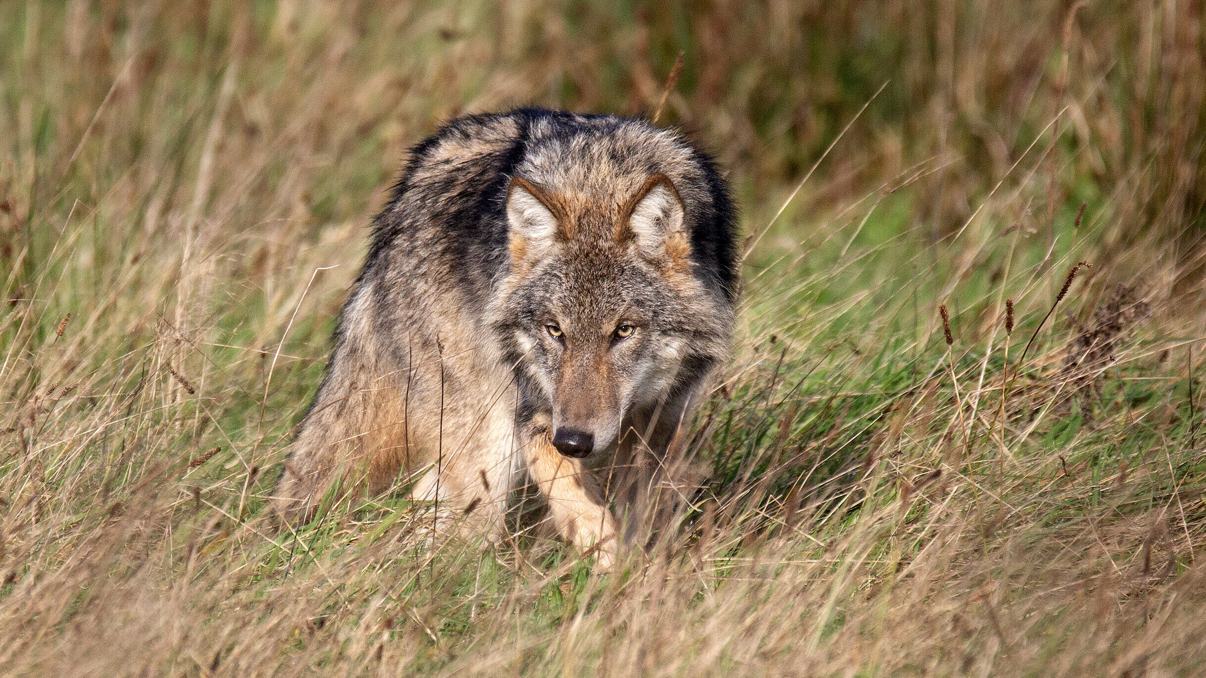 Nieuw wolvenplan een feit: Drenthe ook akkoord na aanpassingen