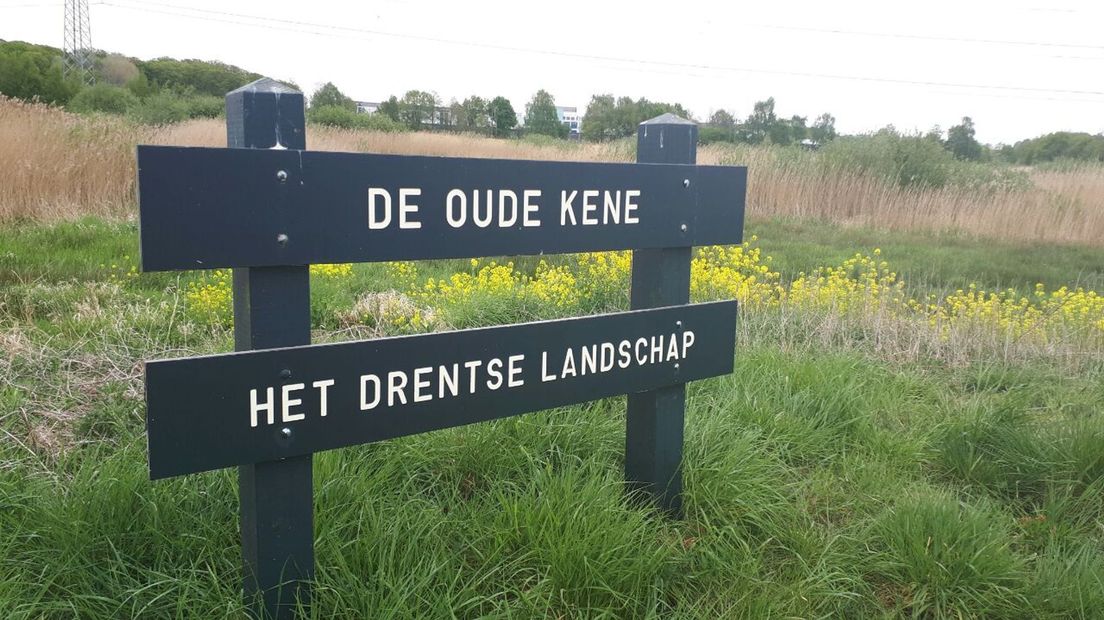 Wat zijn dat voor gele bloemen bij de Olde Kene? (Rechten: Greetje Schouten / RTV Drenthe)