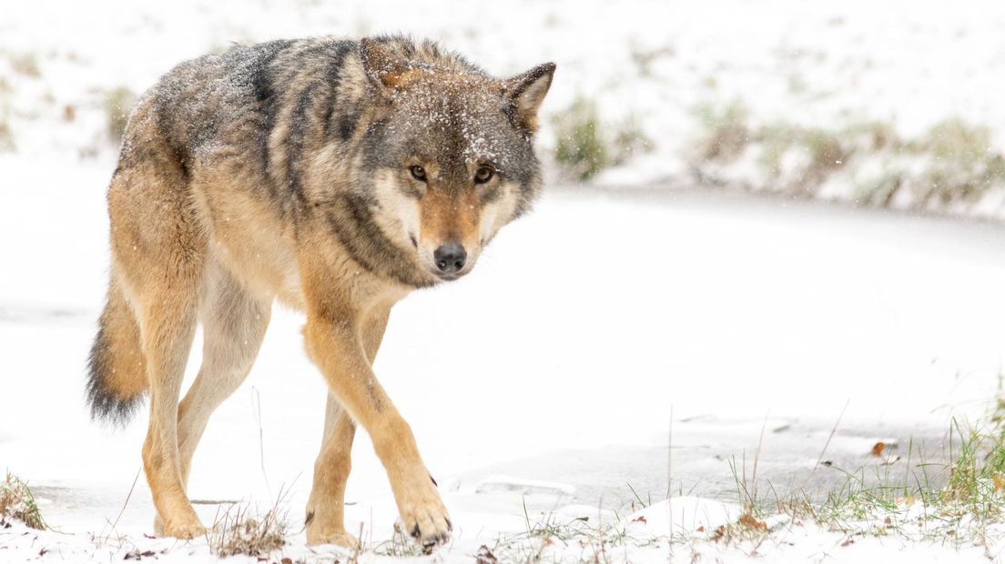Wolf in de sneeuw in Dierenpark Amersfoort