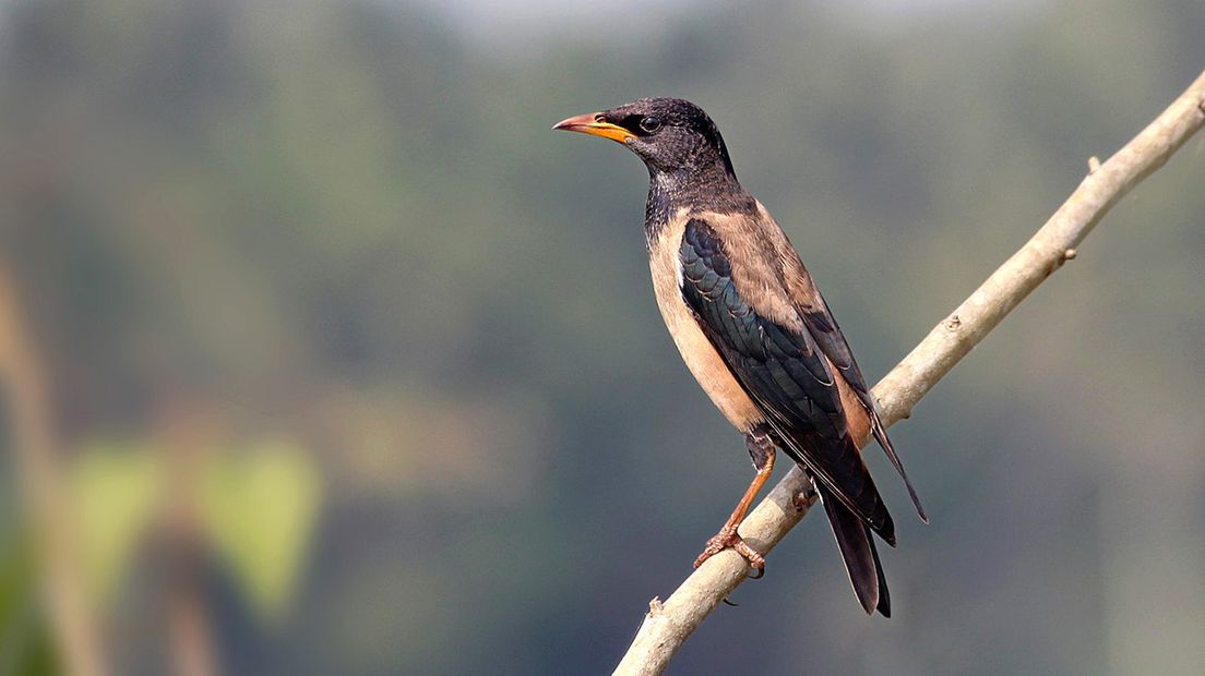 Volwassen roze spreeuw in India