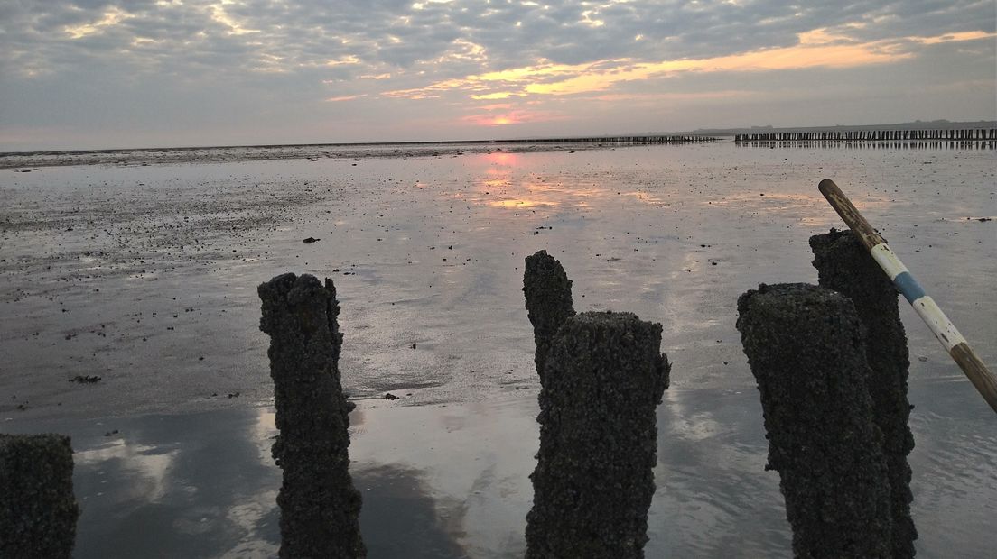 Het wad door de lens van Theo Spijker