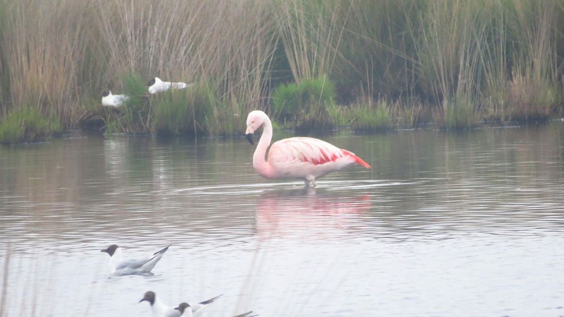 De flamingo in het Wierdense Veld