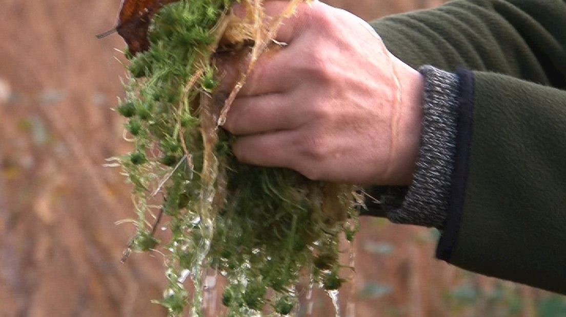 Staatsbosbeheer waarschuwt voor veengebied Haaksbergen