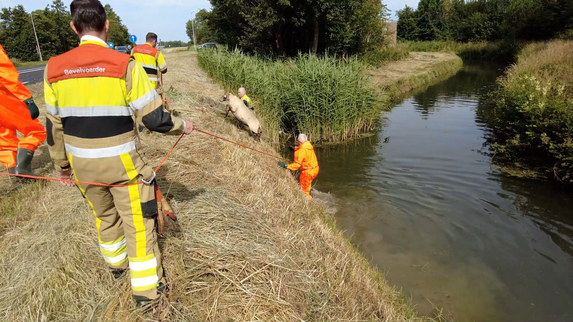 Schaap gered, duikt na wedstrijdje met brandweer sloot weer in