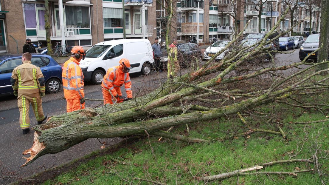 Op de Meppelweg in Den Haag sneuvelde een boom