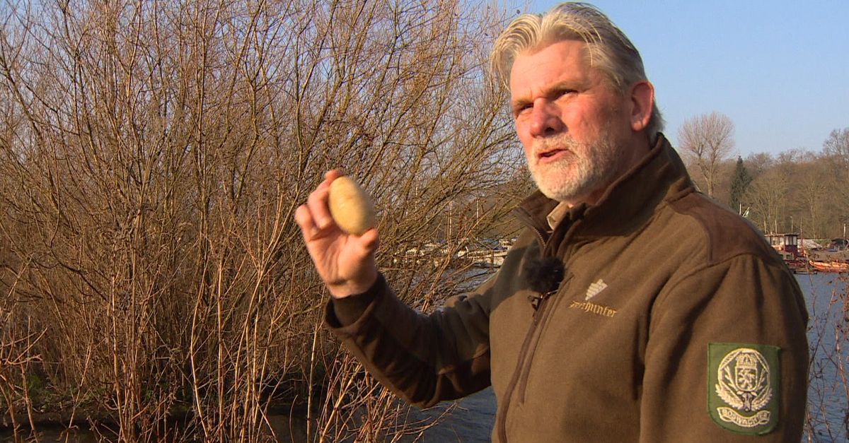 Eieren rapen om ganzenoverlast te voorkomen: 'Beetje onprettig als je